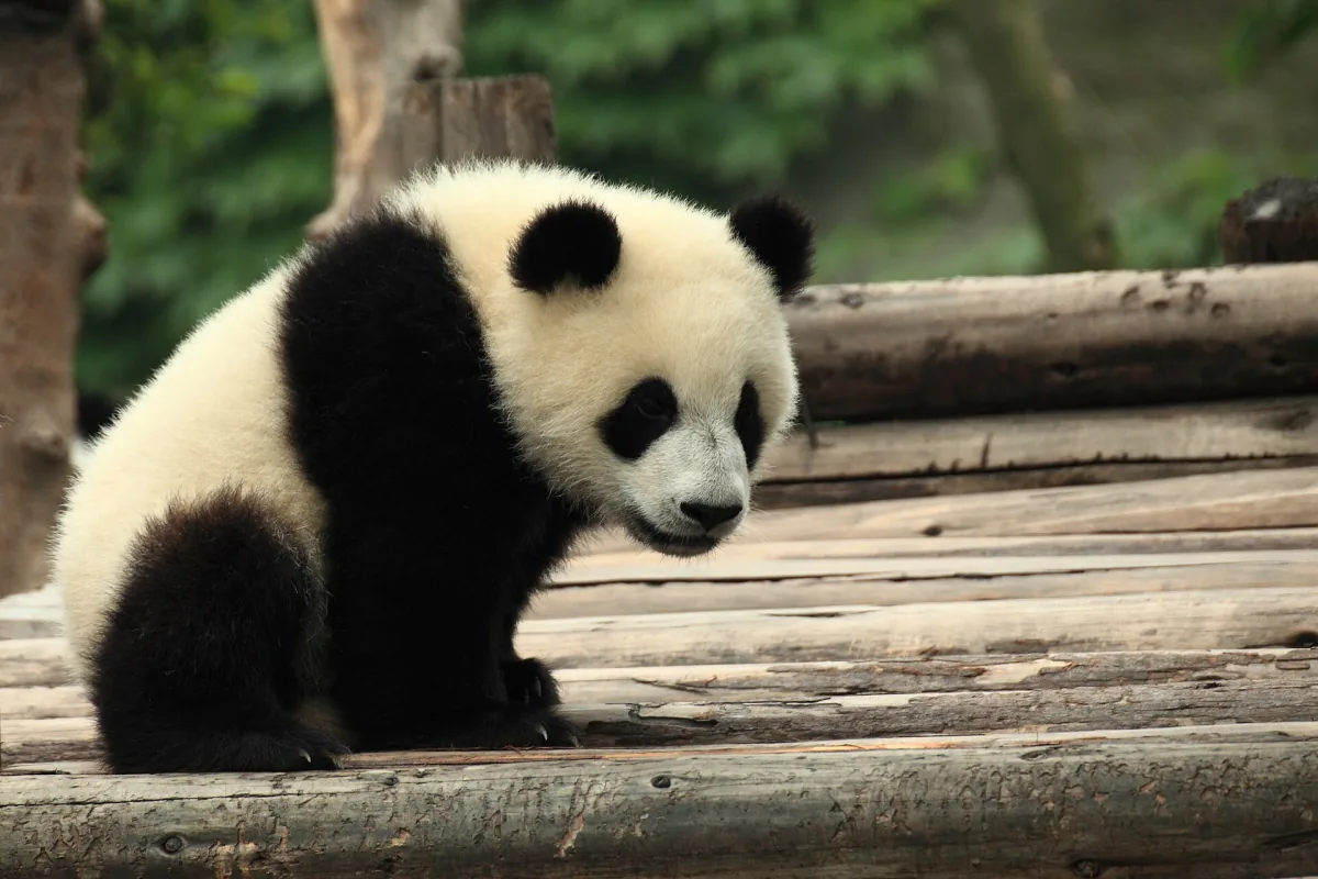 A giant panda resting in the greenery of Chengdu's research base